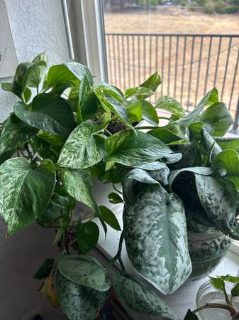 Clippings ! (Placerville)63848875918337120