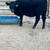 Cow calf Pair and Heifers 3 thumbnail