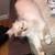Persion kitten 3 thumbnail