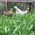 Chicken - Easter Egger Young Female chickens / pullets 5 thumbnail