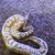 Ball pythons 1 thumbnail