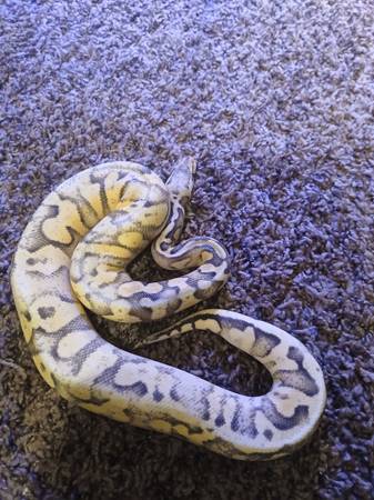 Ball pythons 1