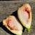 Fig trees 4 thumbnail