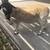 Dormer Sheep 3 thumbnail