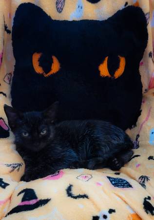 Kitten 1