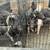 Ducks. Geese. Turkeys. Ginnies  pigs. 3 thumbnail