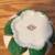 Creamer ~Green & White ~ Japan ~ 🌷🍃🌸🍃🌷Hand Painted Flowers Gold t 5 thumbnail