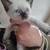 Sealpoint siamese kitten 1 thumbnail