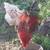 Laying hens chickens eggs purebred Chantecler 11 thumbnail