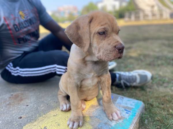 Mastiff puppy needs rehoming (Atlanta)63922481501699122