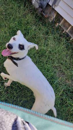 Free dog (Hartford)64008392470146120