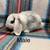 Bunnies 10 thumbnail