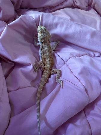 Breaded dragon 1