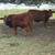 Registered Beefmaster Bull Calves 1 thumbnail