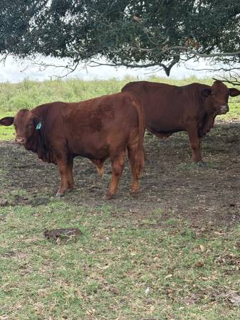 Registered Beefmaster Bull Calves 1