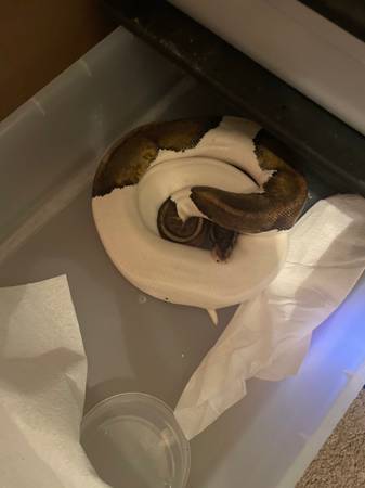 Ball pythons63907416735874122