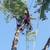 🇺🇸AMERICAN TREE TRIMMMING/TREE REMOVAL FULLY EQUIPPED 7 DAYS A WEEK 12 thumbnail