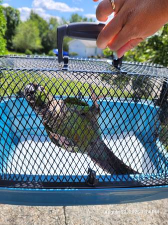 Green cheek/black cap conure (Long Island City)63950516611714122