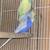 English Budgies 1 thumbnail