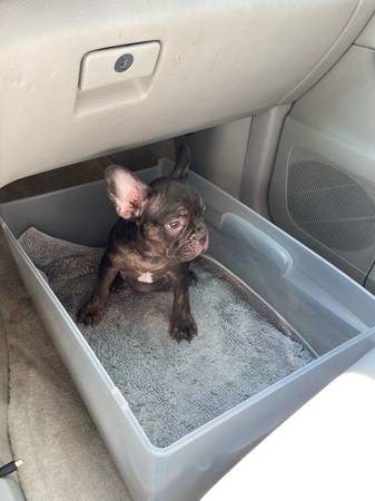 Frenchie french bulldog (Katy)63859317573891121