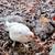Bantam pullets 2 thumbnail