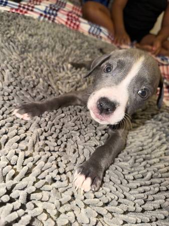 Pup in need of new home 1