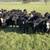 Open SIM x angus replacement heifers 2 thumbnail