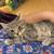 Kittens 1 thumbnail