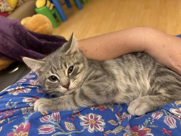 Kittens 1