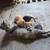 Friendly Kittens 1 thumbnail