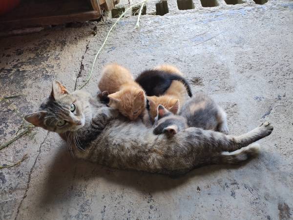Friendly Kittens 1