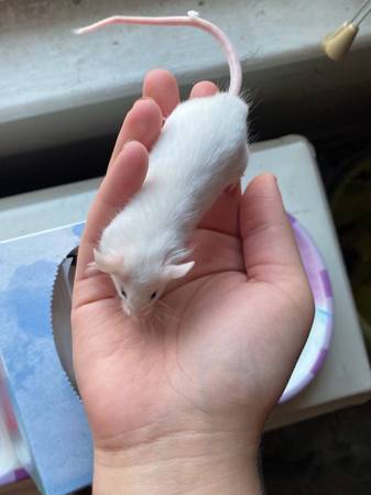Angora Fancy Mice! (Fairlea)63667748474241122