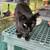 Young Black Male Cat Needs a New Home 3 thumbnail