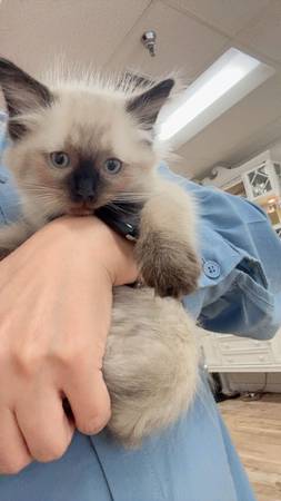 2 Siamese males (Chatsworth)63893601329923121