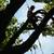 Tree Removal & services-Spring deals are coming to an end-FREE QUOTES 21 thumbnail