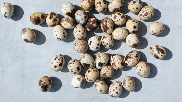 Fresh quail eggs   3.00  for 18 eggs 1