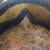 Carrera Fair lady Supergold-EV Vintage 80's Snow Goggles 3 thumbnail