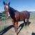 AQHA Mare 2 thumbnail