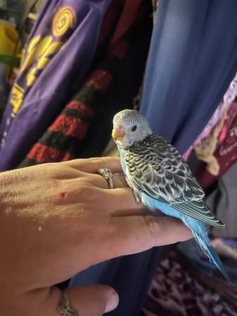 Parakeets (Sacramento)63920016879746123