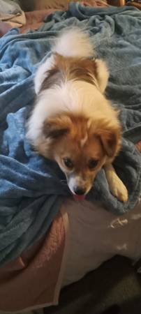 Papillion/Peke X63839343770371121