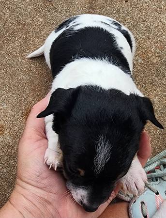 Beautiful Rat Terrier and Jack Russell mix  puppy (Yukon)63670625486337124