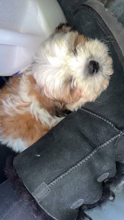 full blooded shitzu 1