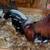 Chickens@GBCF - Pinto Azteca bantams (Plus Shipping) 8 thumbnail