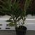 Medicine Galangal Plants.(Cu Rieng) in 5 Gallon Pot 3 thumbnail