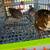 Coturnix Quail breeding pairs, trios and quartets 9 thumbnail