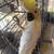 Cockatoo 5 thumbnail