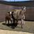 Registered Katahdin Sheep, Breeding Pair 2 thumbnail