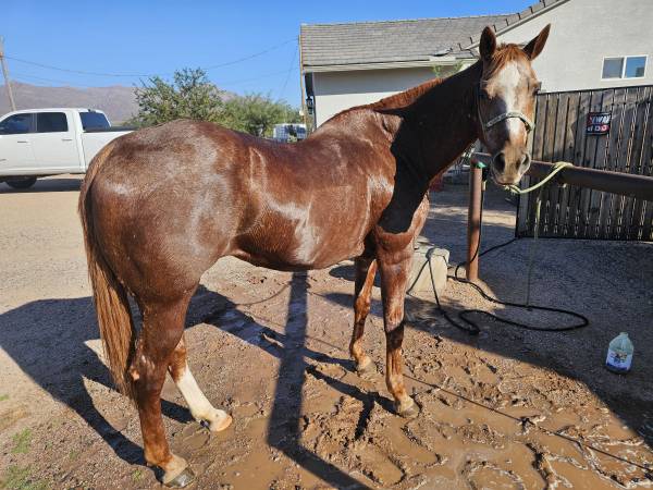 Mare needs new home 1