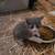Kittens 1 thumbnail