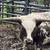 Texas Longhorns 12 thumbnail